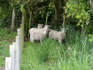 Sheep at our Taupo Accommodation