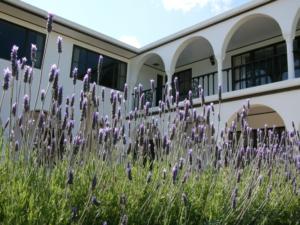Garden Lavender at The Pillars Retreat Taupo
