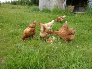 Free Range Chickens  at our Taupo Accommodation